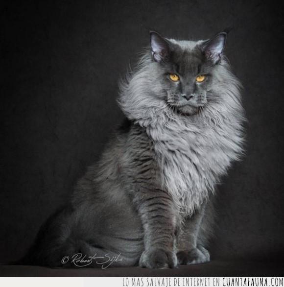 elegancia,félido,felino,fotografía,gato